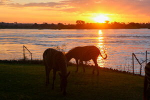 Zebras on the grounds of The Royal Livingstone Anantara